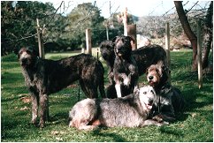 Irish Wolfhounds portrait